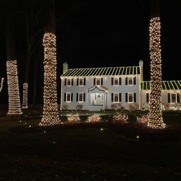 Pillars of Light with Tall Tree Trunks